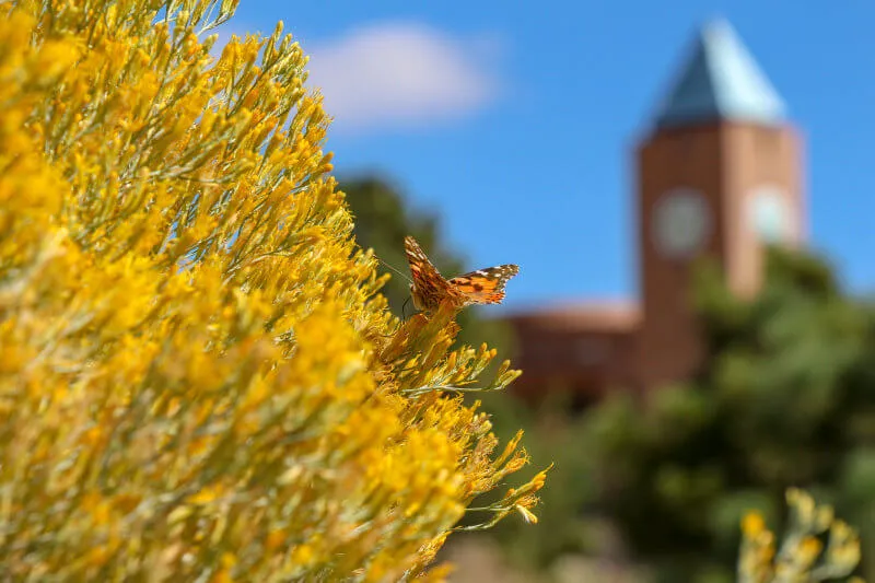 Clocktower and butterfly