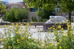 Campus view with mountain lion statue